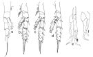 Espce Scaphocalanus vervoorti - Planche 4 de figures morphologiques