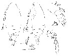 Espce Comantenna recurvata - Planche 7 de figures morphologiques