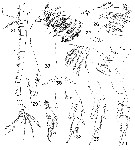 Espce Comantenna recurvata - Planche 8 de figures morphologiques