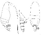 Espce Scolecitrichopsis distinctus - Planche 1 de figures morphologiques