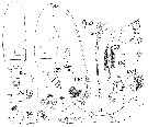 Espce Xanthocalanus macilenta - Planche 1 de figures morphologiques