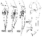 Espce Xanthocalanus rotundus - Planche 2 de figures morphologiques