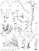 Espce Tharybis altera - Planche 2 de figures morphologiques