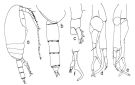 Espce Scaphocalanus australis - Planche 2 de figures morphologiques