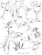 Espce Undinella hampsoni - Planche 2 de figures morphologiques