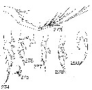 Species Undinella hampsoni - Plate 3 of morphological figures