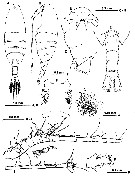 Espce Scutogerulus boettgerschnackae - Planche 1 de figures morphologiques