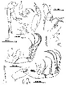 Espce Scutogerulus boettgerschnackae - Planche 2 de figures morphologiques