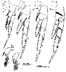 Espce Scutogerulus boettgerschnackae - Planche 3 de figures morphologiques