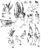 Espce Xanthocalanus kurilensis - Planche 3 de figures morphologiques