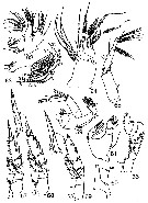 Espce Xanthocalanus kurilensis - Planche 5 de figures morphologiques