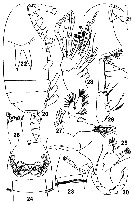 Species Amallothrix aspinosa - Plate 2 of morphological figures