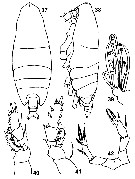 Espce Landrumius gigas - Planche 7 de figures morphologiques