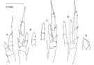 Espce Paracalanus indicus - Planche 5 de figures morphologiques