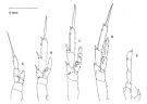 Espce Paracalanus indicus - Planche 7 de figures morphologiques