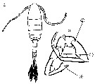Espce Eurytemora affinis - Planche 8 de figures morphologiques
