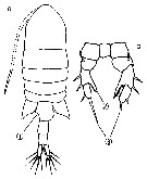 Species Eurytemora pacifica - Plate 11 of morphological figures