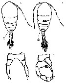 Species Temora turbinata - Plate 22 of morphological figures