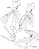 Species Euchaeta concinna - Plate 32 of morphological figures