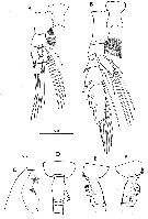 Espce Euchaeta longicornis - Planche 16 de figures morphologiques