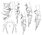 Espce Scaphocalanus magnus - Planche 2 de figures morphologiques