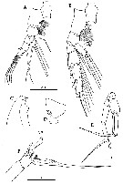 Espce Euchaeta plana - Planche 16 de figures morphologiques