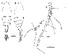 Espce Euchaeta rimana - Planche 23 de figures morphologiques