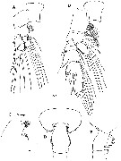 Species Euchaeta rimana - Plate 24 of morphological figures