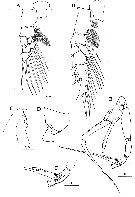 Species Euchaeta rimana - Plate 26 of morphological figures