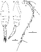 Species Euchaeta rimana - Plate 25 of morphological figures