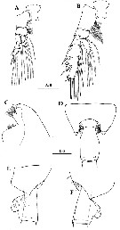 Species Paraeuchaeta elongata - Plate 18 of morphological figures