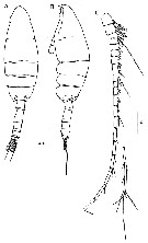 Espce Paraeuchaeta elongata - Planche 19 de figures morphologiques