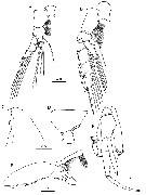 Espce Paraeuchaeta elongata - Planche 20 de figures morphologiques