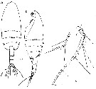 Espce Paraeuchaeta russelli - Planche 9 de figures morphologiques