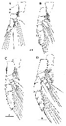 Espce Paraeuchaeta russelli - Planche 10 de figures morphologiques