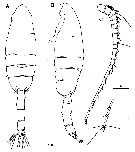 Espce Paraeuchaeta russelli - Planche 11 de figures morphologiques