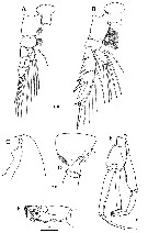 Espce Paraeuchaeta russelli - Planche 12 de figures morphologiques
