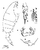 Espce Paraeuchaeta russelli - Planche 13 de figures morphologiques