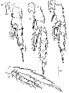Espce Acrocalanus gracilis - Planche 15 de figures morphologiques