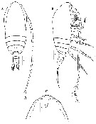 Espce Acrocalanus longicornis - Planche 21 de figures morphologiques