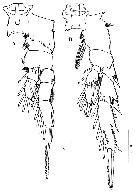 Species Acrocalanus longicornis - Plate 22 of morphological figures
