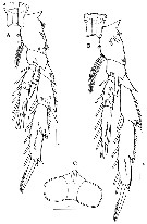 Espce Acrocalanus longicornis - Planche 23 de figures morphologiques
