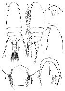 Espce Paracalanus aculeatus - Planche 16 de figures morphologiques