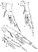 Espce Paracalanus aculeatus - Planche 17 de figures morphologiques