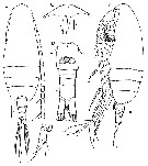 Espce Paracalanus gracilis - Planche 5 de figures morphologiques