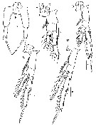 Espce Paracalanus gracilis - Planche 6 de figures morphologiques