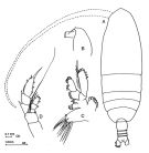 Espce Haloptilus fons - Planche 1 de figures morphologiques