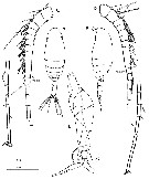 Espce Scolecithrix bradyi - Planche 23 de figures morphologiques