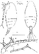 Espce Scolecithricella longispinosa - Planche 3 de figures morphologiques