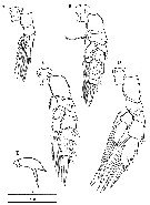 Espce Scolecithricella longispinosa - Planche 4 de figures morphologiques